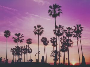 Purple and orange sunset with palm trees